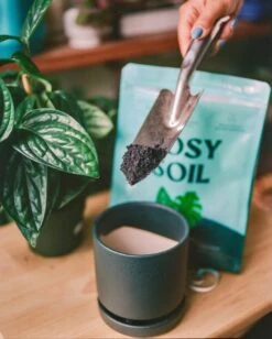 Rosy Soil Organic Indoor Potting Mix- Houseplant 4qt. -Eds Plant Shop rosy soil organic indoor potting mix houseplant 4qt 530752