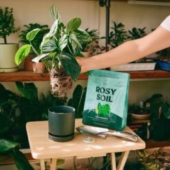 Rosy Soil Organic Indoor Potting Mix- Houseplant 4qt. -Eds Plant Shop rosy soil organic indoor potting mix houseplant 4qt 767064