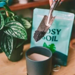 Rosy Soil Organic Indoor Potting Mix- Houseplant 8qt. -Eds Plant Shop rosy soil organic indoor potting mix houseplant 8qt 579675