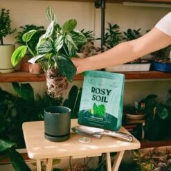 Rosy Soil Organic Indoor Potting Mix- Houseplant 8qt. -Eds Plant Shop rosy soil organic indoor potting mix houseplant 8qt 781321