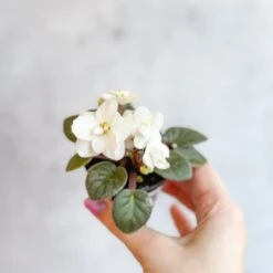 Saintpaulia 'African Violet' -Eds Plant Shop saintpaulia african violet 102275