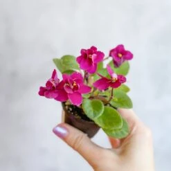 Saintpaulia 'African Violet' -Eds Plant Shop saintpaulia african violet 312394