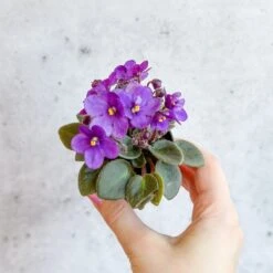 Saintpaulia 'African Violet' -Eds Plant Shop saintpaulia african violet 339695