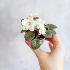 Saintpaulia 'African Violet' -Eds Plant Shop saintpaulia african violet 387943