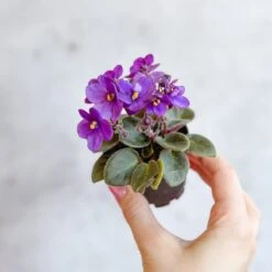 Saintpaulia 'African Violet'