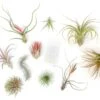 Premium Tillandsia Air Plant Grab Bag & Fertilizer Packet Bundle -Eds Plant Shop sale premium tillandsia air plant grab bag fertilizer packet set of 10 20 or 30 40 off 1363597