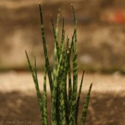 Sansevieria Fernwood 'Mikado' - Unique Snake Plant -Eds Plant Shop sansevieria fernwood mikado unique snake plant 572202
