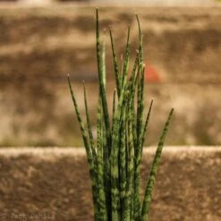 Sansevieria Fernwood 'Mikado' - Unique Snake Plant -Eds Plant Shop sansevieria fernwood mikado unique snake plant 864441