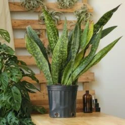Sansevieria Jaboa - Jaboa Snake Plant - 10 Inch Floor Plant -Eds Plant Shop sansevieria jaboa jaboa snake plant 10 inch floor plant 302608