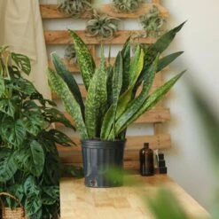 Sansevieria Jaboa - Jaboa Snake Plant - 10 Inch Floor Plant -Eds Plant Shop sansevieria jaboa jaboa snake plant 10 inch floor plant 334078