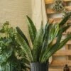 Sansevieria Jaboa - Jaboa Snake Plant - 10 Inch Floor Plant -Eds Plant Shop sansevieria jaboa jaboa snake plant 10 inch floor plant 334986