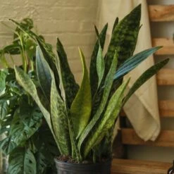 Sansevieria Jaboa - Jaboa Snake Plant - 10 Inch Floor Plant -Eds Plant Shop sansevieria jaboa jaboa snake plant 10 inch floor plant 471293