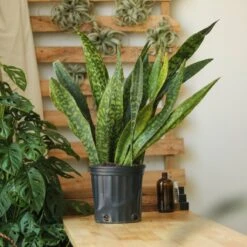Sansevieria Jaboa - Jaboa Snake Plant - 10 Inch Floor Plant -Eds Plant Shop sansevieria jaboa jaboa snake plant 10 inch floor plant 736536