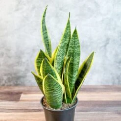 Sansevieria Laurentii 'Robusta' - Yellow Variegated Snake Plant -Eds Plant Shop sansevieria laurentii robusta yellow variegated snake plant various sizes 634462