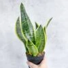 Sansevieria Laurentii 'Robusta' - Yellow Variegated Snake Plant -Eds Plant Shop sansevieria laurentii robusta yellow variegated snake plant various sizes 978043