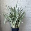 Sansevieria Sayuri 'Metallica' Floor Plant -Eds Plant Shop sansevieria sayuri metallica floor plant 253082