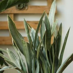 Sansevieria Sayuri 'Metallica' Floor Plant -Eds Plant Shop sansevieria sayuri metallica floor plant 369872