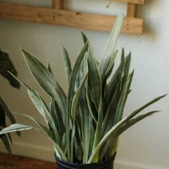 Sansevieria Sayuri 'Metallica' Floor Plant -Eds Plant Shop sansevieria sayuri metallica floor plant 619720