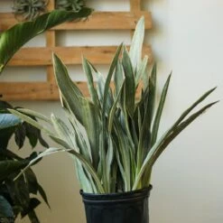 Sansevieria Sayuri 'Metallica' Floor Plant -Eds Plant Shop sansevieria sayuri metallica floor plant 924945