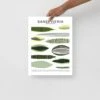 Sansevieria Species ID Chart Botanical Houseplant Art Print -Eds Plant Shop sansevieria species id chart botanical houseplant art print 516044