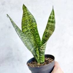 Sansevieria Trifasciata ‘Black Coral Snake Plant' - Various Sizes -Eds Plant Shop sansevieria trifasciata black coral snake plant various sizes 114665