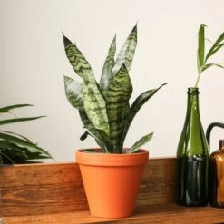 Sansevieria Trifasciata ‘Black Coral Snake Plant' - Various Sizes -Eds Plant Shop sansevieria trifasciata black coral snake plant various sizes 253012