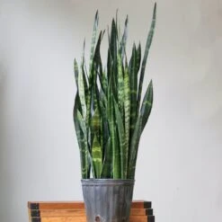 Sansevieria Trifasciata ‘Black Coral Snake Plant' - Various Sizes -Eds Plant Shop sansevieria trifasciata black coral snake plant various sizes 521574