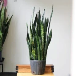 Sansevieria Trifasciata ‘Black Coral Snake Plant' - Various Sizes -Eds Plant Shop sansevieria trifasciata black coral snake plant various sizes 606840