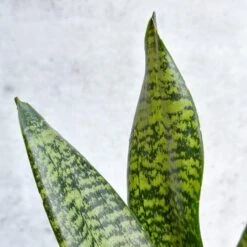 Sansevieria Trifasciata ‘Black Coral Snake Plant' - Various Sizes -Eds Plant Shop sansevieria trifasciata black coral snake plant various sizes 682977