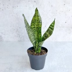 Sansevieria Trifasciata ‘Black Coral Snake Plant' - Various Sizes -Eds Plant Shop sansevieria trifasciata black coral snake plant various sizes 754845