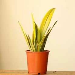 Sansevieria Trifasciata ‘La Rubia’ - 6 Inch
