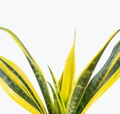 Sansevieria Trifasciata ‘La Rubia’ - 6 Inch -Eds Plant Shop sansevieria trifasciata la rubia 6 inch 636281