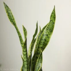 Sansevieria Trifasciata ‘Laurentii’ - 8" Snake Plant -Eds Plant Shop sansevieria trifasciata laurentii 8 snake plant 112677