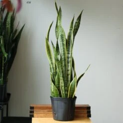 Sansevieria Trifasciata ‘Laurentii’ - 8" Snake Plant -Eds Plant Shop sansevieria trifasciata laurentii 8 snake plant 160106