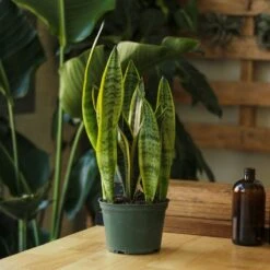 Sansevieria Trifasciata ‘Laurentii’ - 8" Snake Plant -Eds Plant Shop sansevieria trifasciata laurentii 8 snake plant 491516