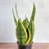 Sansevieria Trifasciata ‘Laurentii’ - 8" Snake Plant -Eds Plant Shop sansevieria trifasciata laurentii 8 snake plant 701394