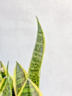 Sansevieria Trifasciata ‘Laurentii’ - 8" Snake Plant -Eds Plant Shop sansevieria trifasciata laurentii 8 snake plant 705982