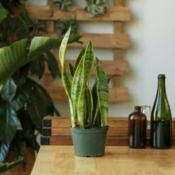 Sansevieria Trifasciata ‘Laurentii’ - 8" Snake Plant -Eds Plant Shop sansevieria trifasciata laurentii 8 snake plant 728731