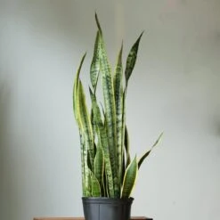 Sansevieria Trifasciata ‘Laurentii’ - 8" Snake Plant -Eds Plant Shop sansevieria trifasciata laurentii 8 snake plant 803581