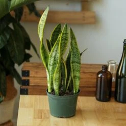 Sansevieria Trifasciata ‘Laurentii’ - 8" Snake Plant -Eds Plant Shop sansevieria trifasciata laurentii 8 snake plant 863586
