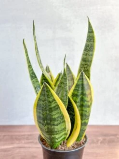 Sansevieria Trifasciata ‘Laurentii’ - 8" Snake Plant -Eds Plant Shop sansevieria trifasciata laurentii 8 snake plant 957257