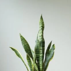 Sansevieria Trifasciata ‘Laurentii’ - 8" Snake Plant -Eds Plant Shop sansevieria trifasciata laurentii 8 snake plant 960582