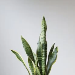 Sansevieria Trifasciata 'Laurentii' | Classic Variegated Snake Plant -Eds Plant Shop sansevieria trifasciata laurentii snake plant various sizes 140895
