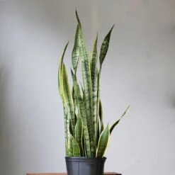 Sansevieria Trifasciata 'Laurentii' | Classic Variegated Snake Plant -Eds Plant Shop sansevieria trifasciata laurentii snake plant various sizes 162351