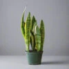 Sansevieria Trifasciata 'Laurentii' | Classic Variegated Snake Plant -Eds Plant Shop sansevieria trifasciata laurentii snake plant various sizes 246650