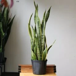 Sansevieria Trifasciata 'Laurentii' | Classic Variegated Snake Plant -Eds Plant Shop sansevieria trifasciata laurentii snake plant various sizes 549298