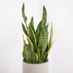 Sansevieria Trifasciata 'Laurentii' | Classic Variegated Snake Plant -Eds Plant Shop sansevieria trifasciata laurentii snake plant various sizes 961205