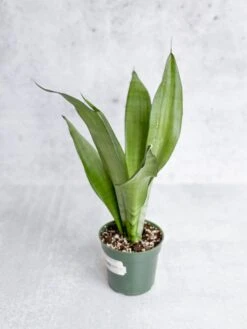 Sansevieria Trifasciata 'Moonshine' -Eds Plant Shop sansevieria trifasciata moonshine various sizes 218201