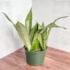 Sansevieria Trifasciata 'Moonshine' -Eds Plant Shop sansevieria trifasciata moonshine various sizes 825796