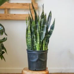 Sansevieria Zeylanica 'Bowstring Hemp' Large Snake Plant -Eds Plant Shop sansevieria zeylanica bowstring hemp floor plant 596793
